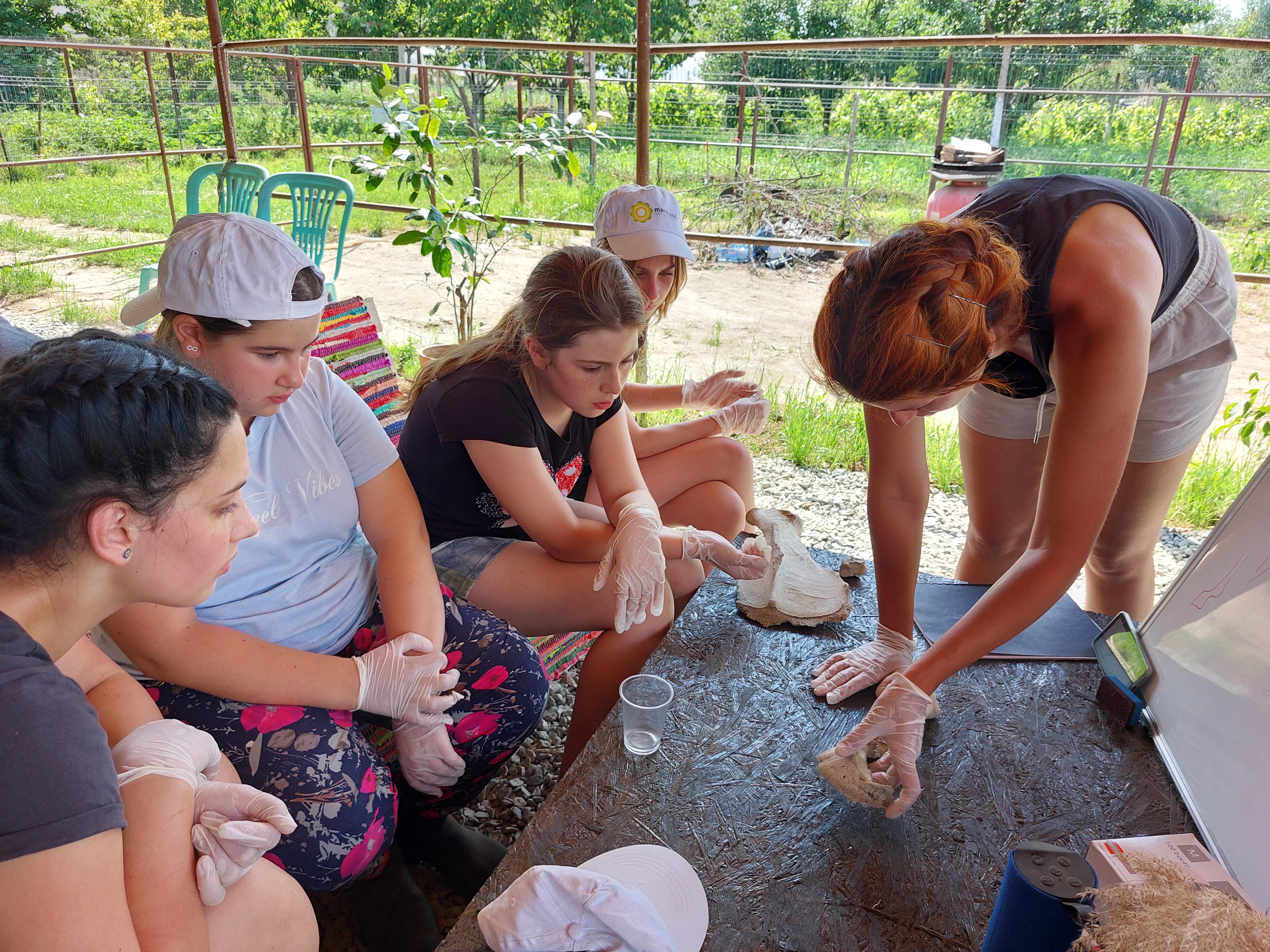 Viața cailor în grup