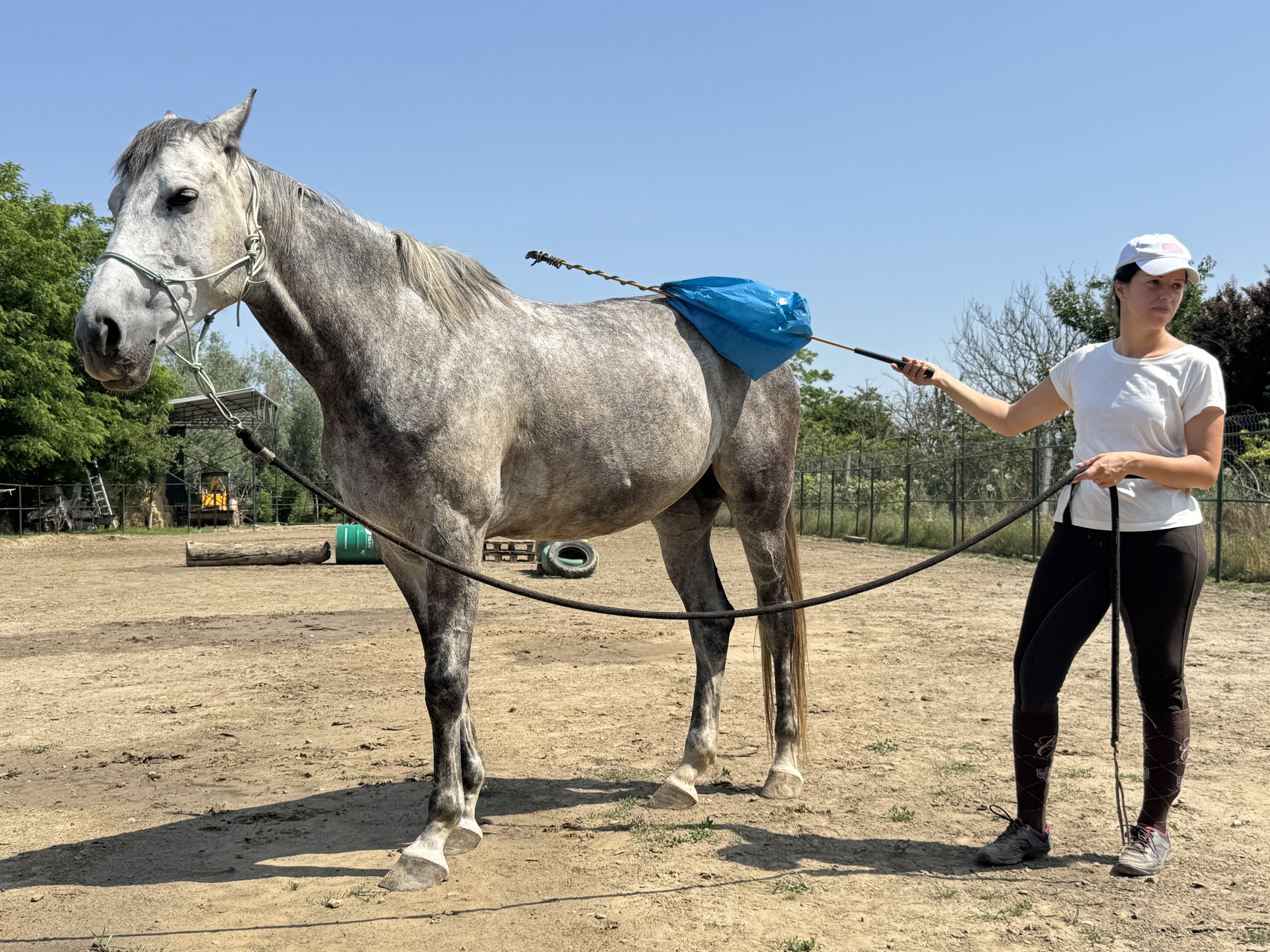 Natural Horsemanship